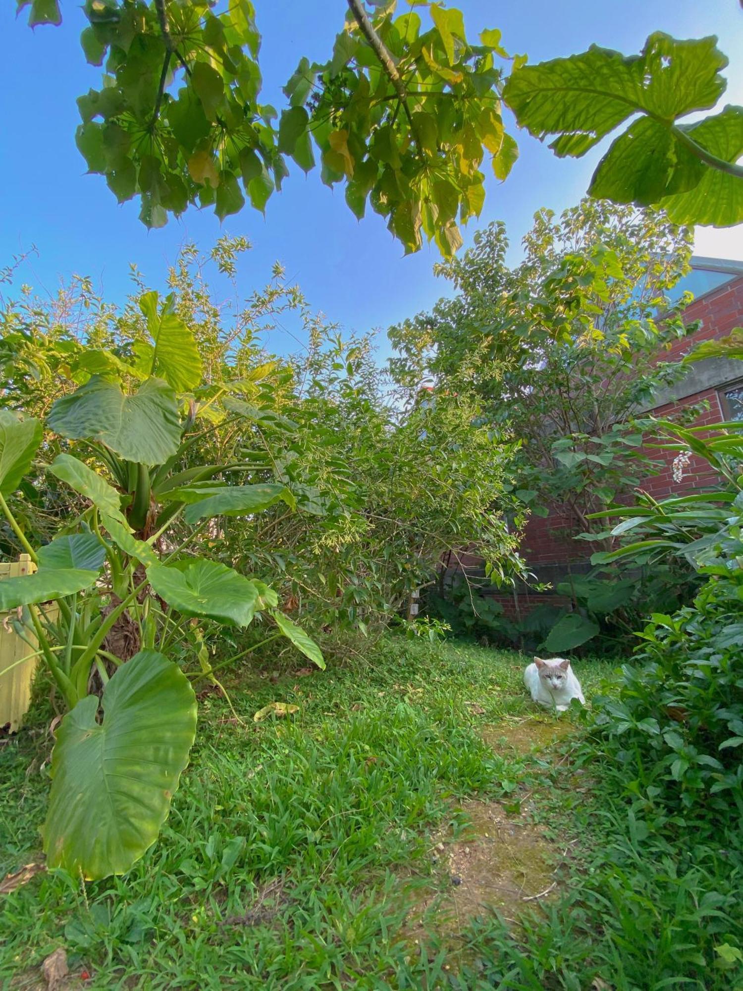 Cats,Piano & Starry Sky Resort Garden -Starry Forest Cottage Okinawa- Onna Ngoại thất bức ảnh